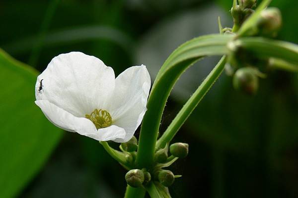 茨菰的養(yǎng)殖方法和注意事項(xiàng)