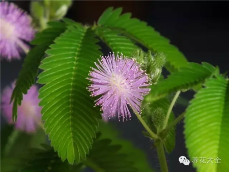 含羞草的由來(lái)