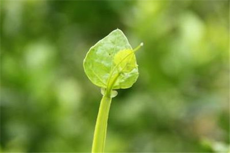 粉藤的的養(yǎng)殖注意事項