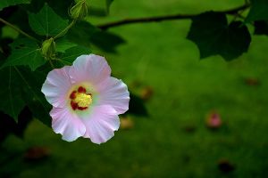 木芙蓉種子怎么種