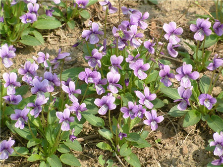 紫花地丁