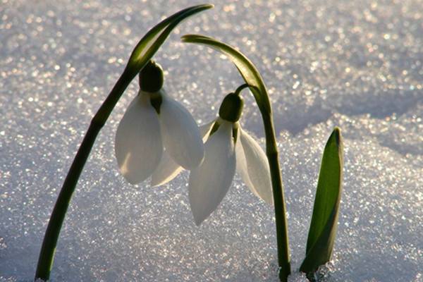 雪滴花的養(yǎng)殖方法和注意事項(xiàng)