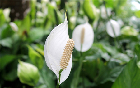 白掌開花