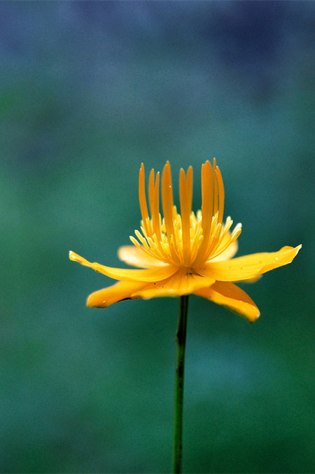 漂亮的金蓮花