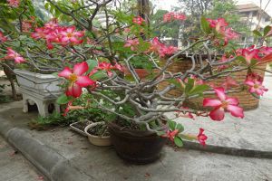 沙漠玫瑰什么時(shí)候開(kāi)花