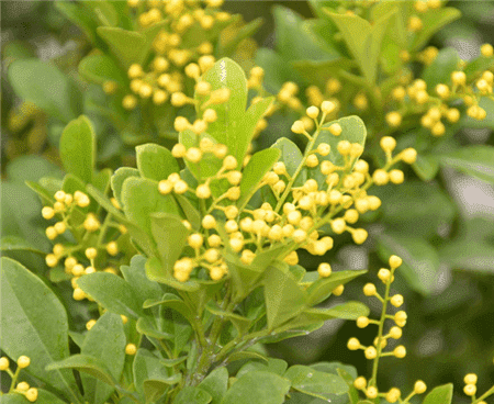 米蘭，天天開花天天香