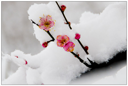 花澆雪水，既大又美。