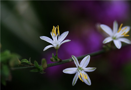 吊蘭花圖欣賞