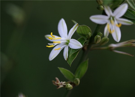 吊蘭花圖欣