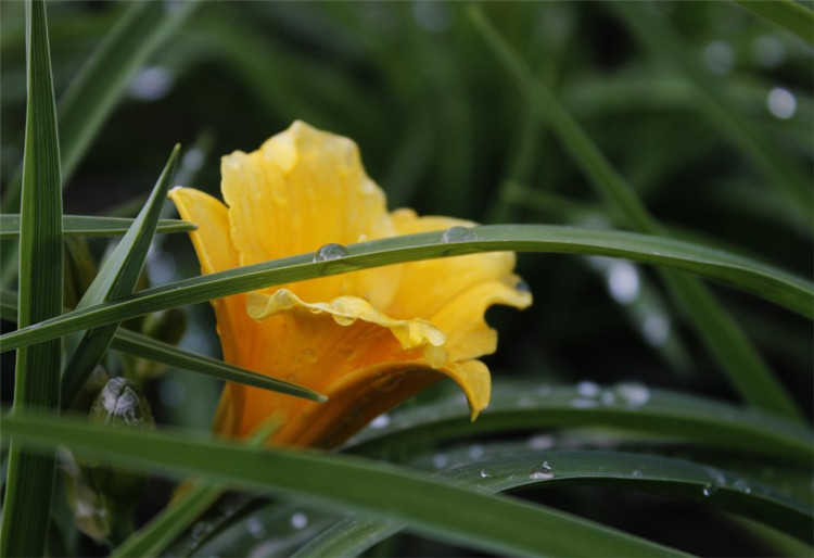 蕙蘭花圖片