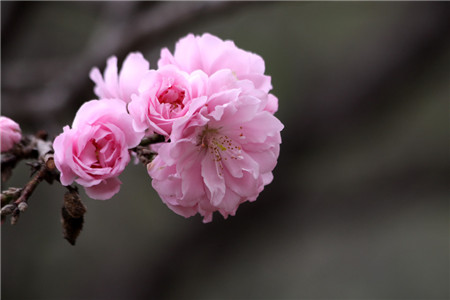 緋桃的花朵