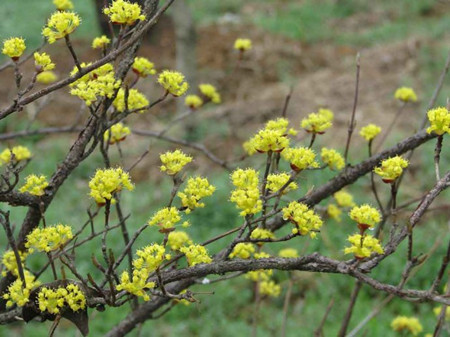 山茱萸開花