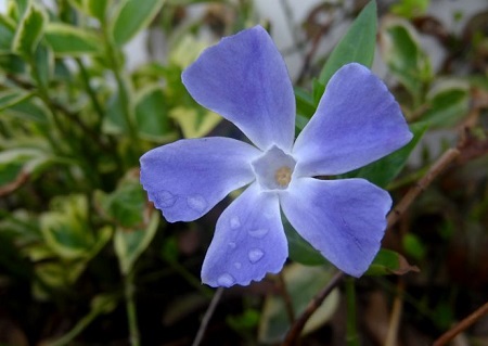 小蔓長(zhǎng)春的花朵