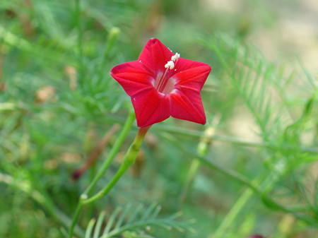 蔦蘿的花期