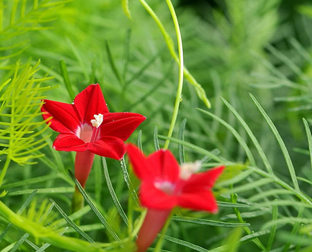 蔦蘿的花語