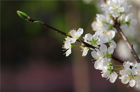 小樓一夜聽(tīng)春雨，深巷明朝賣(mài)杏花。