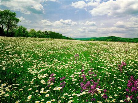 亂花漸欲迷人眼，淺草才能沒(méi)馬蹄。