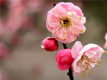 寶劍鋒從磨礪出，梅花香自苦寒來(lái) 。