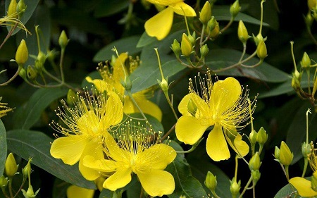 金絲桃植株