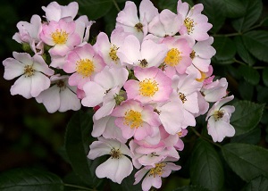 野薔薇開(kāi)花