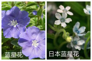 藍(lán)星花和日本藍(lán)星花的區(qū)別