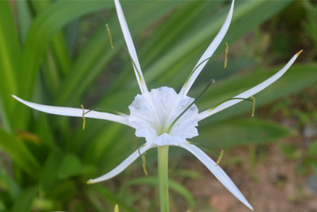 水鬼蕉開花