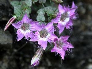 紅花龍膽開(kāi)花