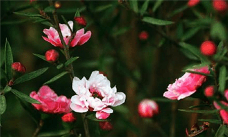 松紅梅的花朵