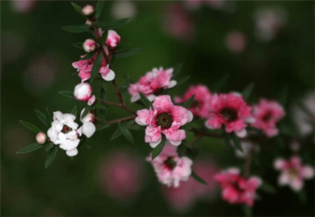 松紅梅植株