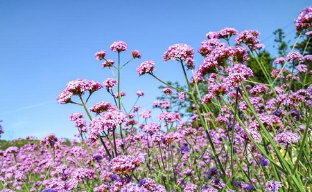 馬鞭草開(kāi)花