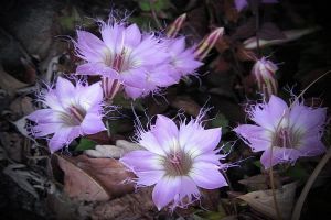 如何使紅花龍膽在元旦開花