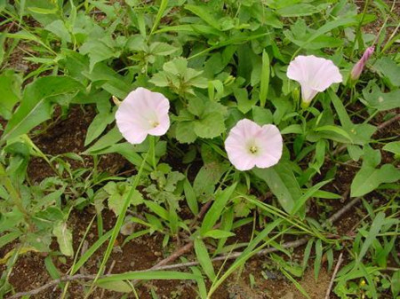 白花銀背藤