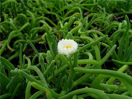 碧光環(huán)會開花嗎