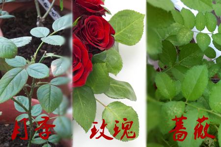 玫瑰月季薔薇花的區(qū)別:葉片不同