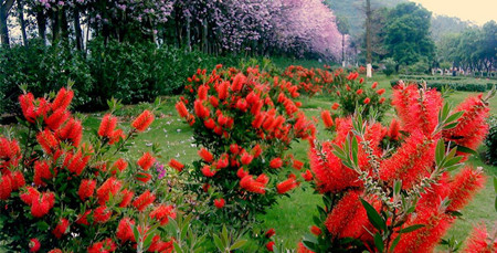 紅花銀樺植株