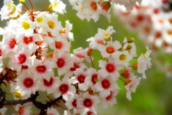 文冠果冬天能開(kāi)花嗎？