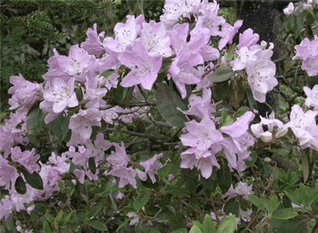 山育杜鵑開(kāi)花