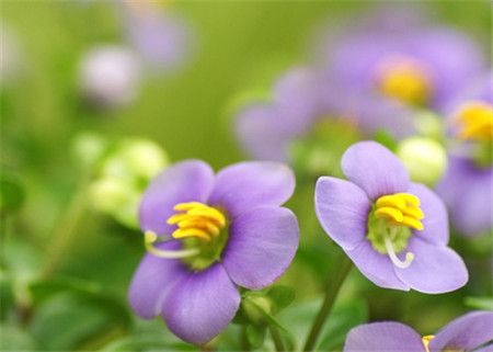 紫芳草開(kāi)花