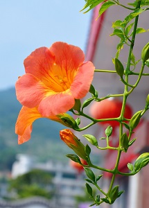 鮮艷的凌霄花