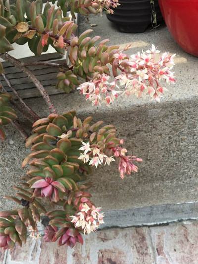 黃麗什么時(shí)候開(kāi)花？