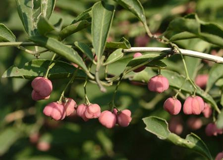 白杜開(kāi)花