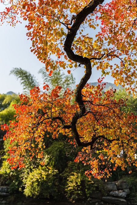 烏桕樹(shù)