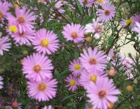 小花矢車菊 