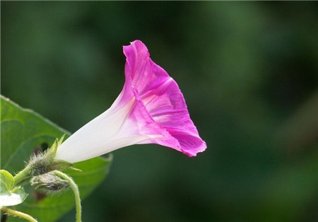 牽牛花的養(yǎng)殖方法