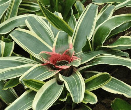 彩頁鳳梨植株