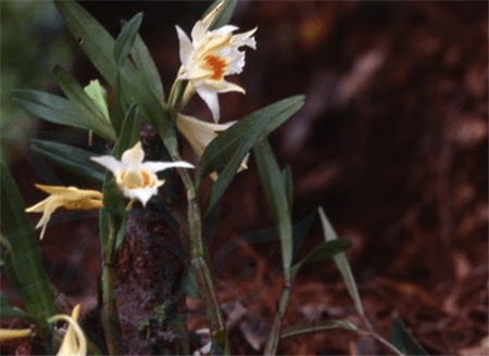 華石斛開(kāi)花