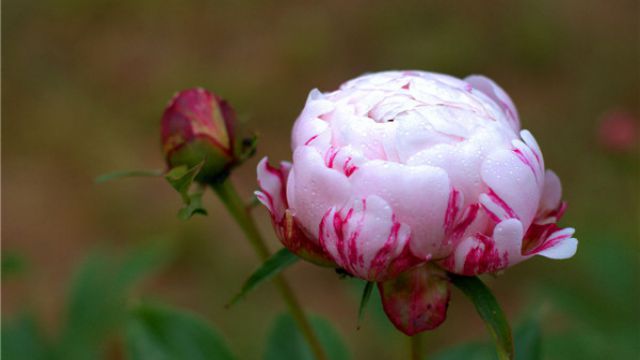 芍藥的常見(jiàn)品種