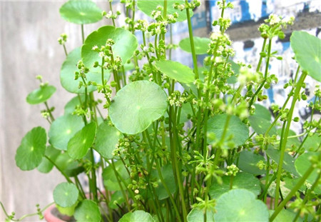 銅錢草開(kāi)花嗎