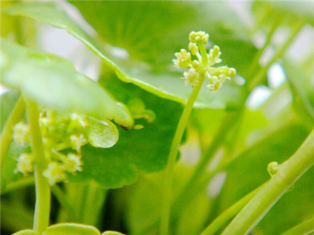 銅錢草開(kāi)花怎么辦