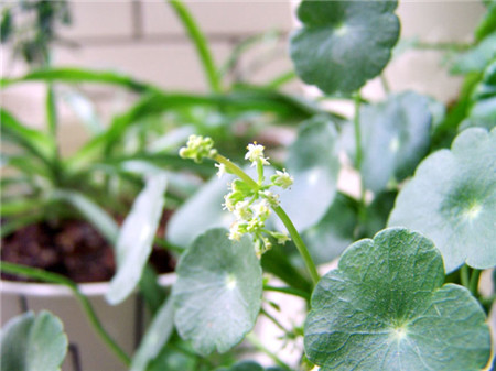 銅錢草開(kāi)花